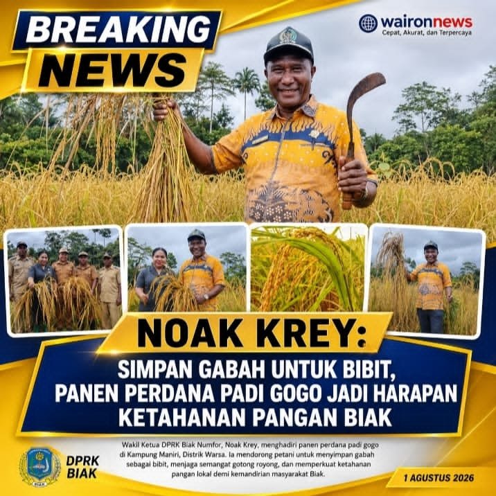 Noak Krey: Simpan Gabah untuk Bibit, Panen Perdana Padi Gogo Jadi Harapan Ketahanan Pangan Biak